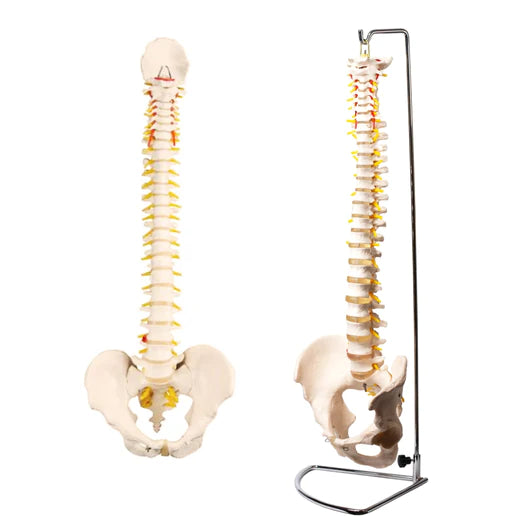 Life-size Vertebral Column Model